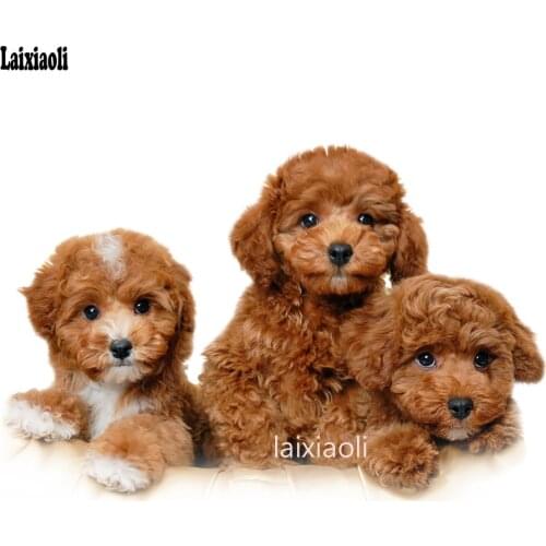 Cute poodle Full drill diamond embroidery 3d diamond painting dog puppies cross stitch diamond mosaic pictures of rhinestones