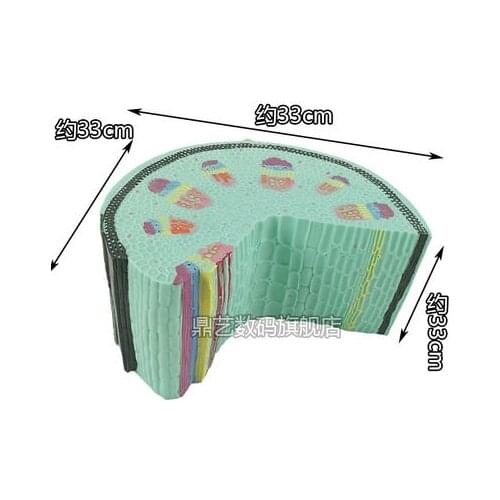 Biological instrument teaching aids Stem model of dicotyledonous herb experimental apparatus