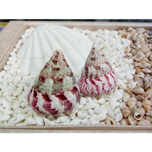 4-7cm Conch shells natural shell home decoration gift small seashells shell cowrie shell decorative seashells