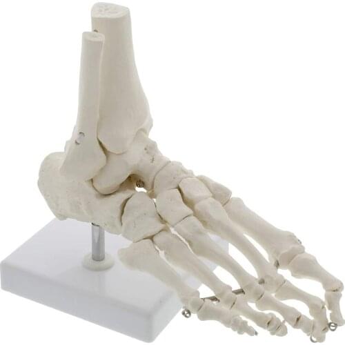 1:1 Human Foot Skeleton Anatomy Model Medical Science Teaching Resources Dropshipping