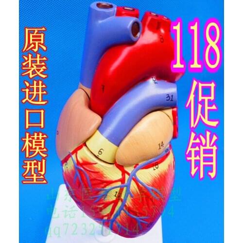 Heart model 1 2 2 - model model