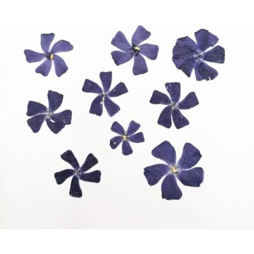 120pcs 2-3cm Pressed Dried Catharanthus Roseus Flower Plants Herbarium For Jewelry Postcard Phone Case Bookmark Making DIY