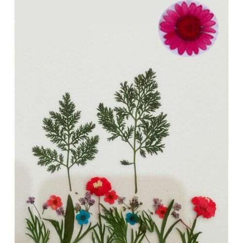 Mixed Dried Pressed Flower +Leaf Plant Herbarium For Jewelry Pendant Earrings Making Scrapbooking Craft DIY Accessories Style208