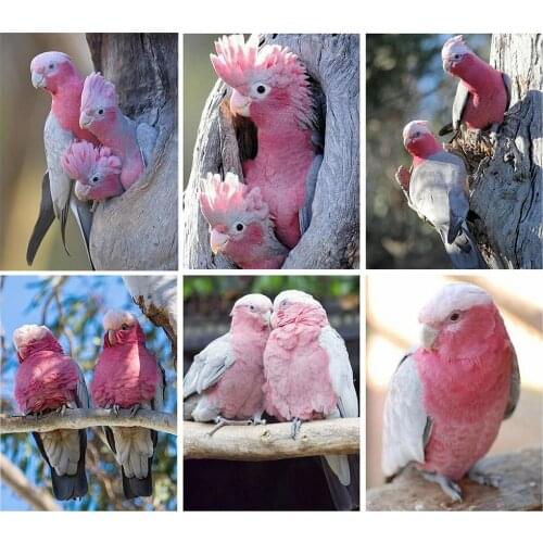 Full Square Diamond Painting Kit Bird Mosaic Parrot DIY 5D Diamond Embroidery Animal Handicraft Home Decor Gift