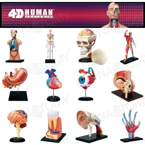 4D MASTER HUMAN ANATOMICAL MODELS DIY TOYS BODY ANATOMY EDUCATIONAL TOOL BRAIN HEART SKELETON EAR TORSO HAND NOSE KNEE JOINT EYE