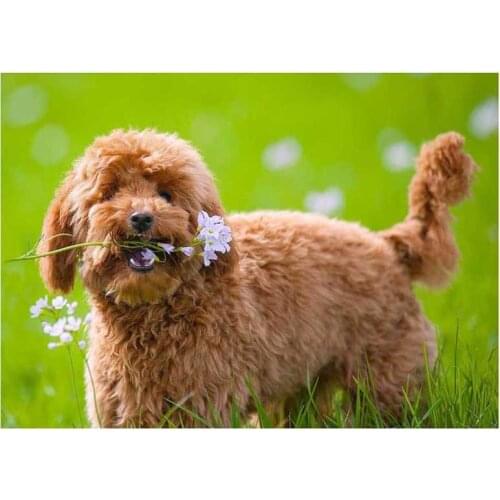 Diamond embroidery Cute Poodle drawing 5d Diy diamond Painting mosaic picture cross stitch animal painitng by numbersZP-2325