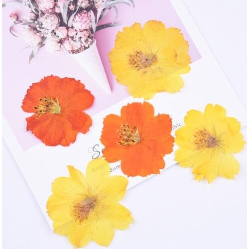 Real Dried Flower Resin Jewelry Craft Filling Material For Nail Art Pressed Flowers Home Decor , 1 Packet ( 6 PCs/Packet)