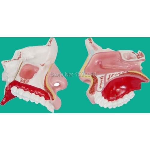 Nasal Cavity Model, Human Anatomical Nasal Cavity Model shows the external and internal structures
