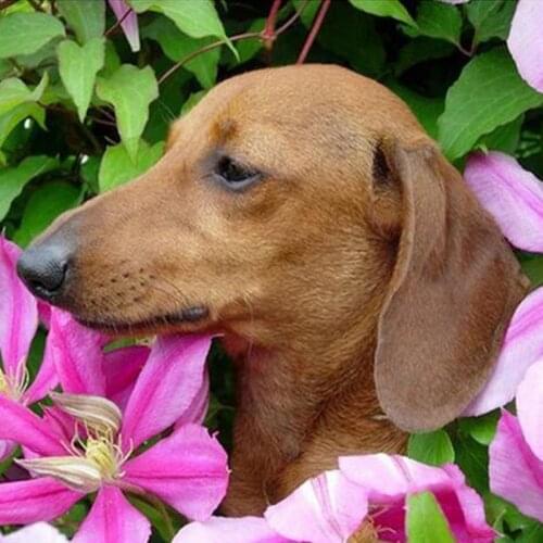 Diamond Painting Animal Dachshund Dog 5d Diy Mosaic Full Square Round Drill Diamant Of Rhinestone Daimond Embroidery Picture