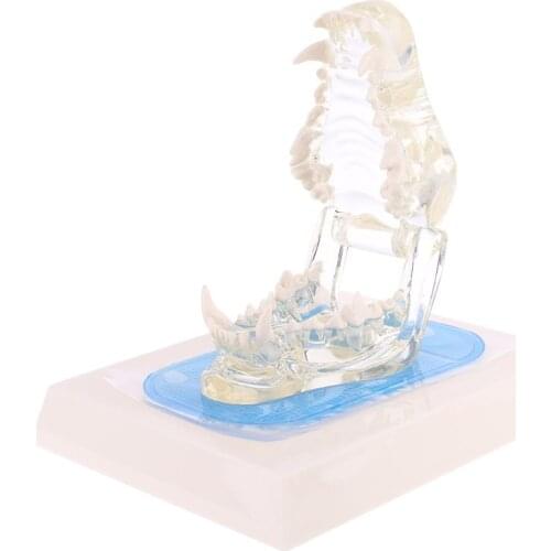 Transparent Dog Teeth Jaw Tooth Model Anatomical Teaching Demonstration Canine