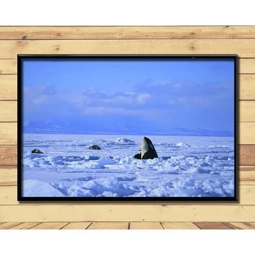 Orca Ferocious Marine Animal (22) Wall Posters Prints Silk Art Painting For Home Wall Bedroom Decor