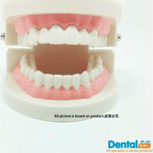 Standard Tooth Teaching Giant Dental Teeth Model Retainer Demostration Extractions of Medical Science Education Teaching Study