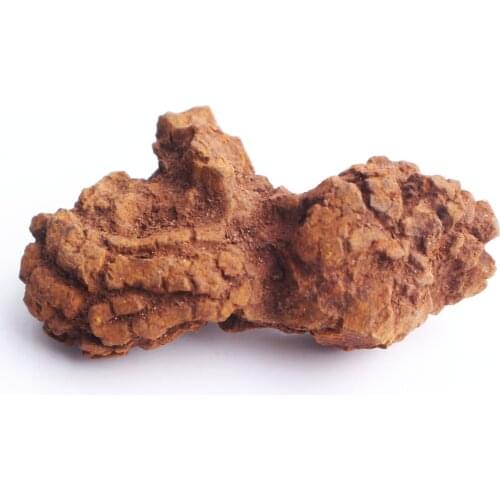 1pc/2pcs Dinosaur Animal Faeces Fossil Coprolite Fossilized Poop mineral Specimen