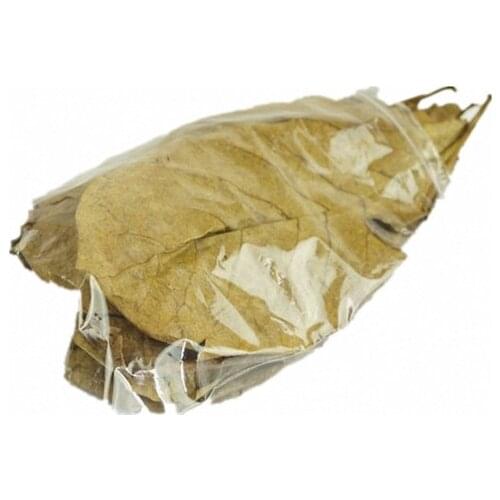 Grade A Natural Terminalia Catappa Foetida Leaves Island Almond Leaf Crystal Shrimp Improve Water Quality