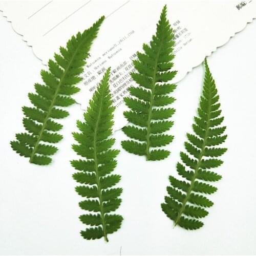 120pcs Pressed Dried Athyrium Multidentatum Leaves Plants Herbarium For Jewelry Postcard Bookmark Phone Case Invitation Card DIY