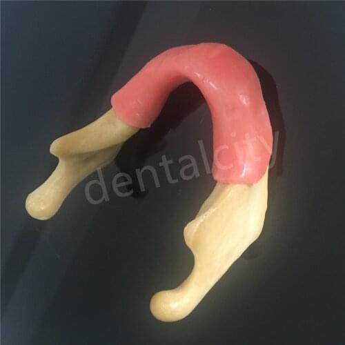Dental Silicone Mandible With Soft Tissue for Dental Implant Model Training Tool Dental