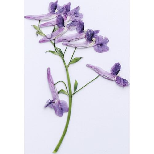 Fashion Pressed Flower Bouquet Home Ornaments For Manual Activity Material 5 bags Free Shipment