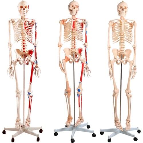 Chinon 180cm Life Size Human Anatomical Skeleton Skull Anatomy Body Model Medical Science Teaching Tools Medical Supplies