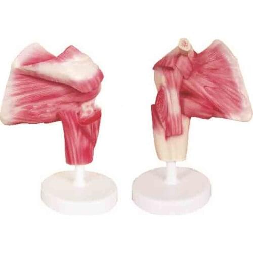 Model of upper limb with deep muscle