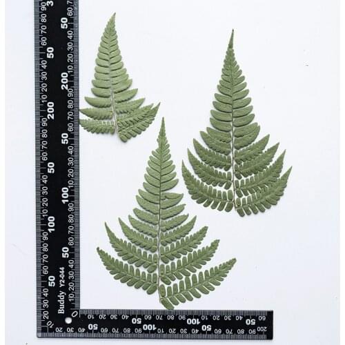 120pcs 6-10cm Pressed Dried Flower Diplazium donianum Leaf Herbarium Epoxy Jewelry Bookmark Phone Case Makeup Nail Art Craft DIY