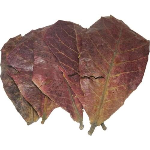 Terminalia Catappa Foetida Leaves Island Almond Leaf Fish Cleaning Treatment 10pcs Natural Olive Leaf Aquarium Filter