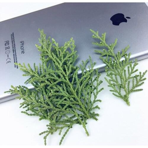 60pcs 4-8cm Pressed Dried Cypress Tree Plant Herbarium For Jewelry Postcard Phone Case Bookmark Craft DIY Accessories