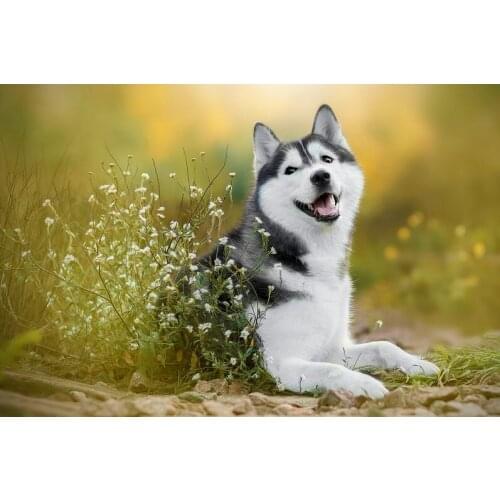 Field dog The wooden puzzle 1000 pieces ersion jigsaw puzzle white card adult childrens educational toys