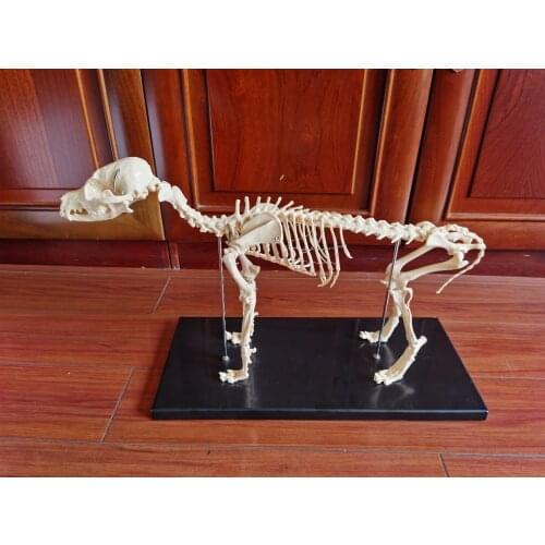 1:1life sized Dog skeleton model