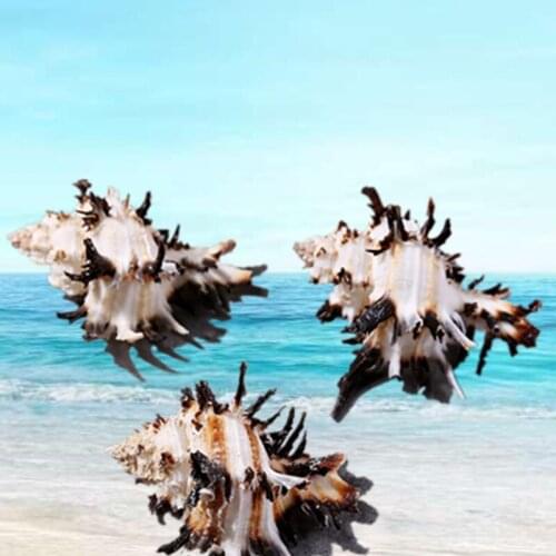 8cm Natural Conch Sea Shells Coral Shoot Props Aquarium Snails Senju Bonsai Craft Daisy Wedding Home Decoration