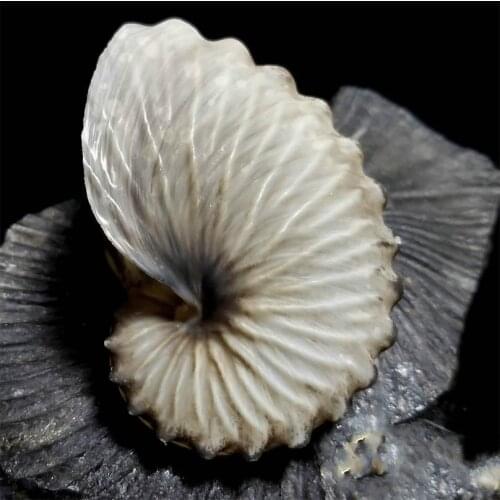 Sea Beach Seashells Crafts Aquarium Decor Photo Props Aquarium Decor