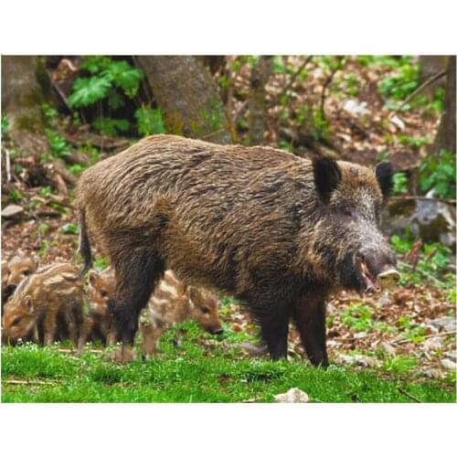 5D square round stones full diamond embroidery Wild boar pattern view diamond painting mosaic pattern hobby needlework