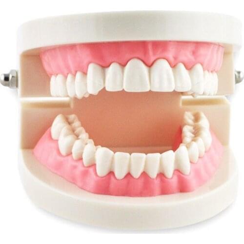 1 PC Dental Teeth Model Flesh Pink Gums Standard Teeth Teaching Model For Dentist