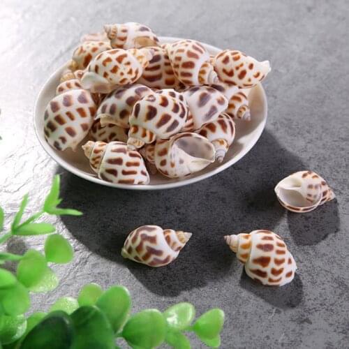 Natural Crafts Fish Tank Decor Sea Shells DIY Beach 2~4mm