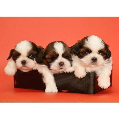 Diamond Embroidered Diamond Painting Dog Cross Stitch Embroidery for Children Wall Room Decal Pet Diamond Mosaic Wall Stickers