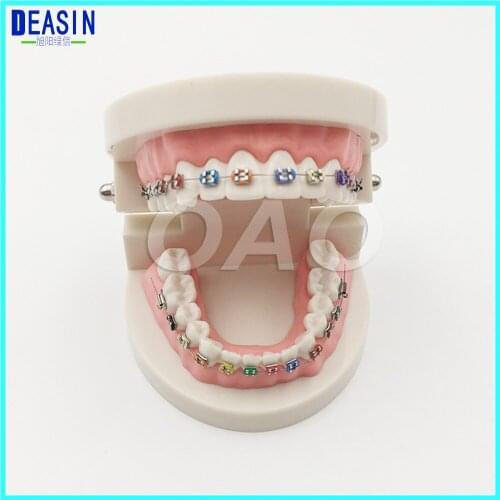 Oral health care dental model nursery teaching aids childrens toys brushing teeth dental structure Demo