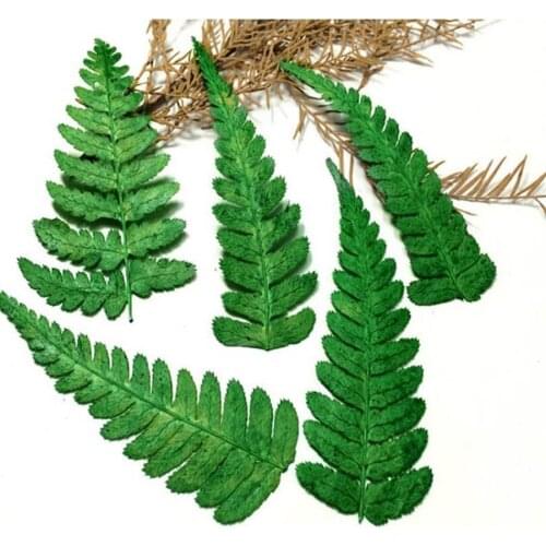 120pcs Pressed Dried Green Polystichum Flowers Plants Herbarium For Jewelry iPhone Phone Case Frame Making Accessories