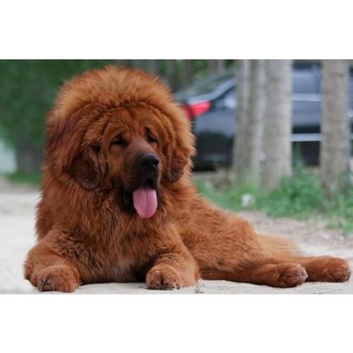 New Tibetan Mastiff Dog Poster Custom Satin Poster Print Cloth Fabric Wall Poster Print Silk Fabric Print Poster No frame