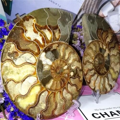 Large 2pcs natural rainbow ammonite shell Fossil slice Madagascar ammonite fossil mineral specimen gem stones and crystals decor