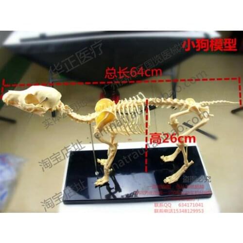 Pet Vet small Animal orthopedics instrument PVC hard plastic dog bone specimen model animal cat dog teaching skeleton bone model
