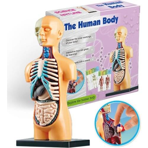 The Human Body Organ Educational Toys STEM Skeleton Bones Montessori DIY Model Torso Anatomy Internal Medical Teach For Kids