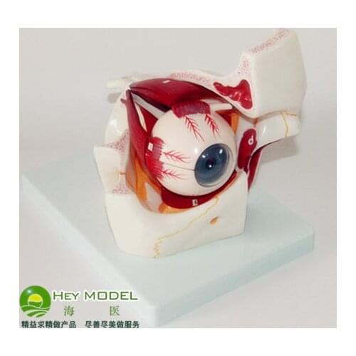 Eye anatomy model ophthalmic eye model eyeball and orbital ocular muscle model