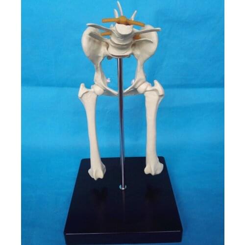 Dog Lumbar Hip Joint Model Animal Anatomy Model Veterinary Appliances Medical Life Size Dog Pelvis Anatomical Canine Hip Model