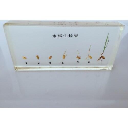 Plant Growth History Specimens Rice Germination Process Specimen Model Biology Botany Teaching Aids Creative Resin Handicraft