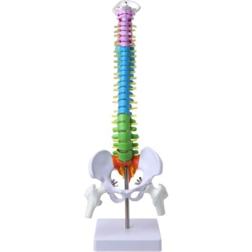 45cm Flexible Human Spinal Column Vertebral Lumbar Curve Anatomical Model Anatomy Spine Teaching Tool Drop Shipping