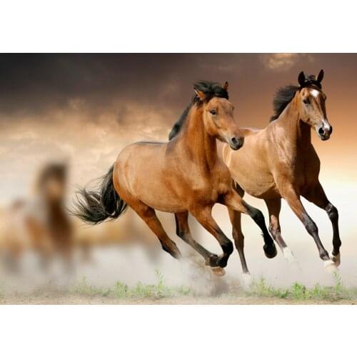 Wild horses wildlife Photo Art Film Print Silk Poster Home Wall Decor 24x36inch
