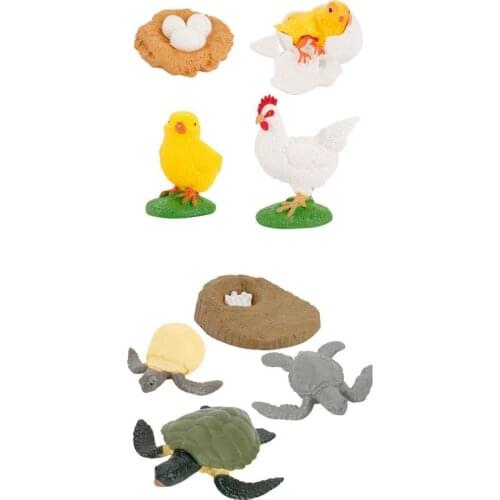 Kids Animals /Turtle Growth Cycle Figure Toy Models Nature Teaching Aids