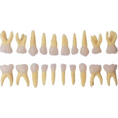 20PCS/set dental Primary Teeth Model Anatomy Natural size,crown and root are natural color