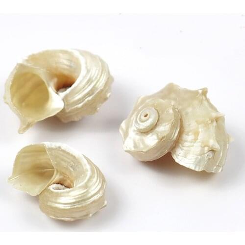 3pcs natural Conch sea shell silver color stab conch shell for home decoration or gift