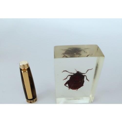 Real Stinkbug Embedded Specimen Arthropod Specimen Model Real Insect Specimen Transparent Resin Entomology Teaching Aids