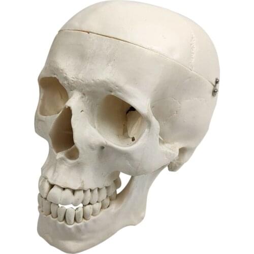 1:1 Size Human Anatomical Head Bone Skull Bone Model Educational Model Teaching Model